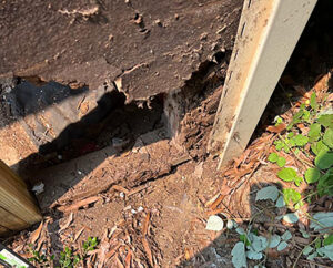 we'll walk you through the ins and outs of termite repair
