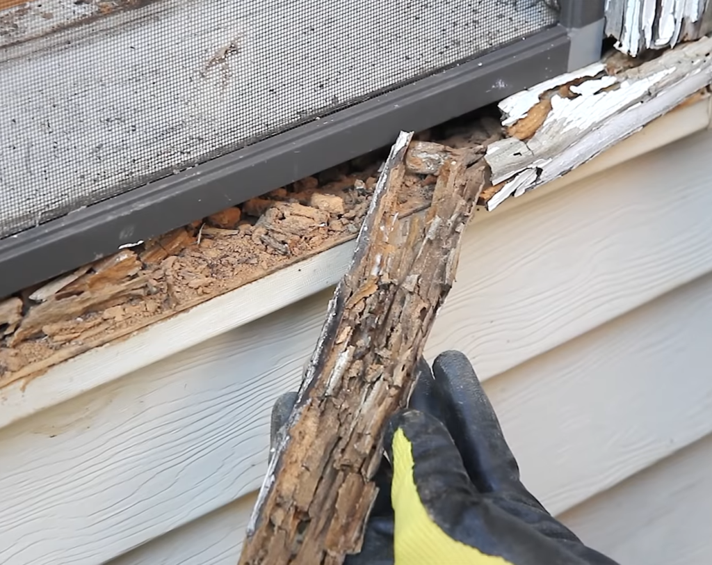 Fixing termite damage / Framing for a larger garag 