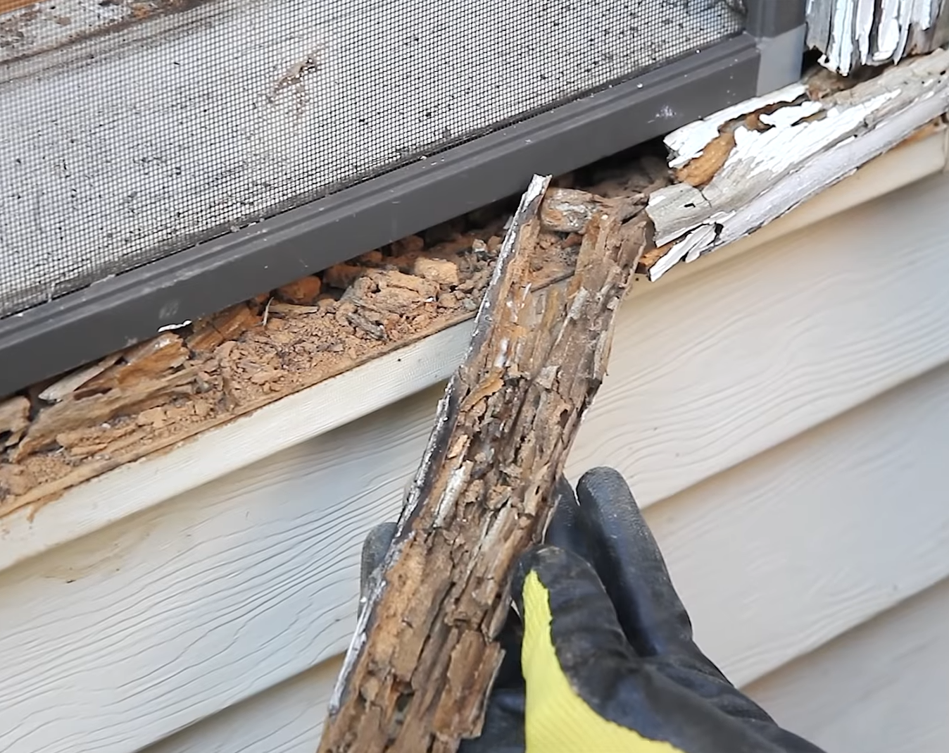  Termite Damaged Wood