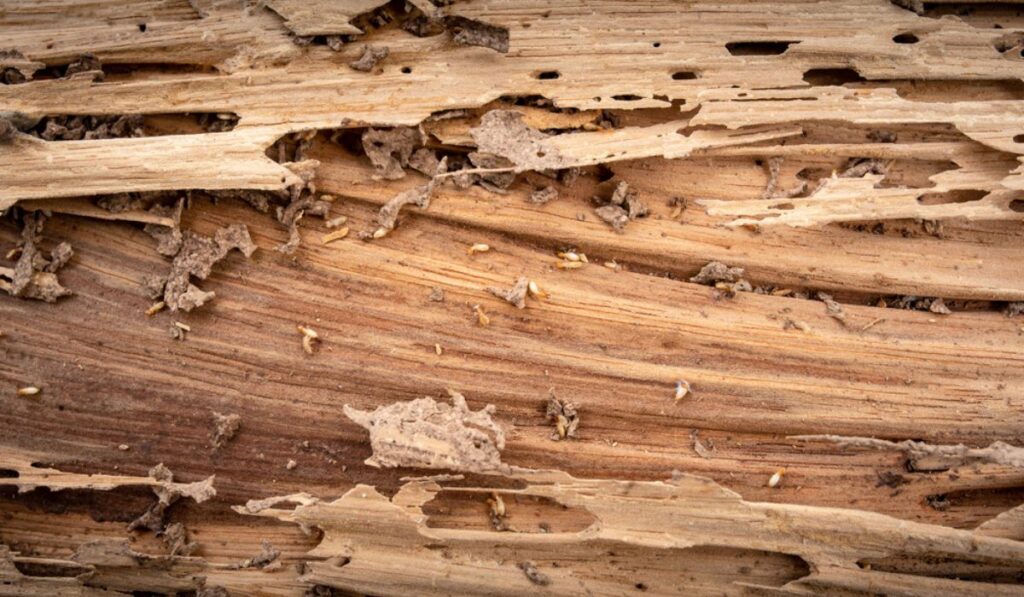 Termite Damaged Wood