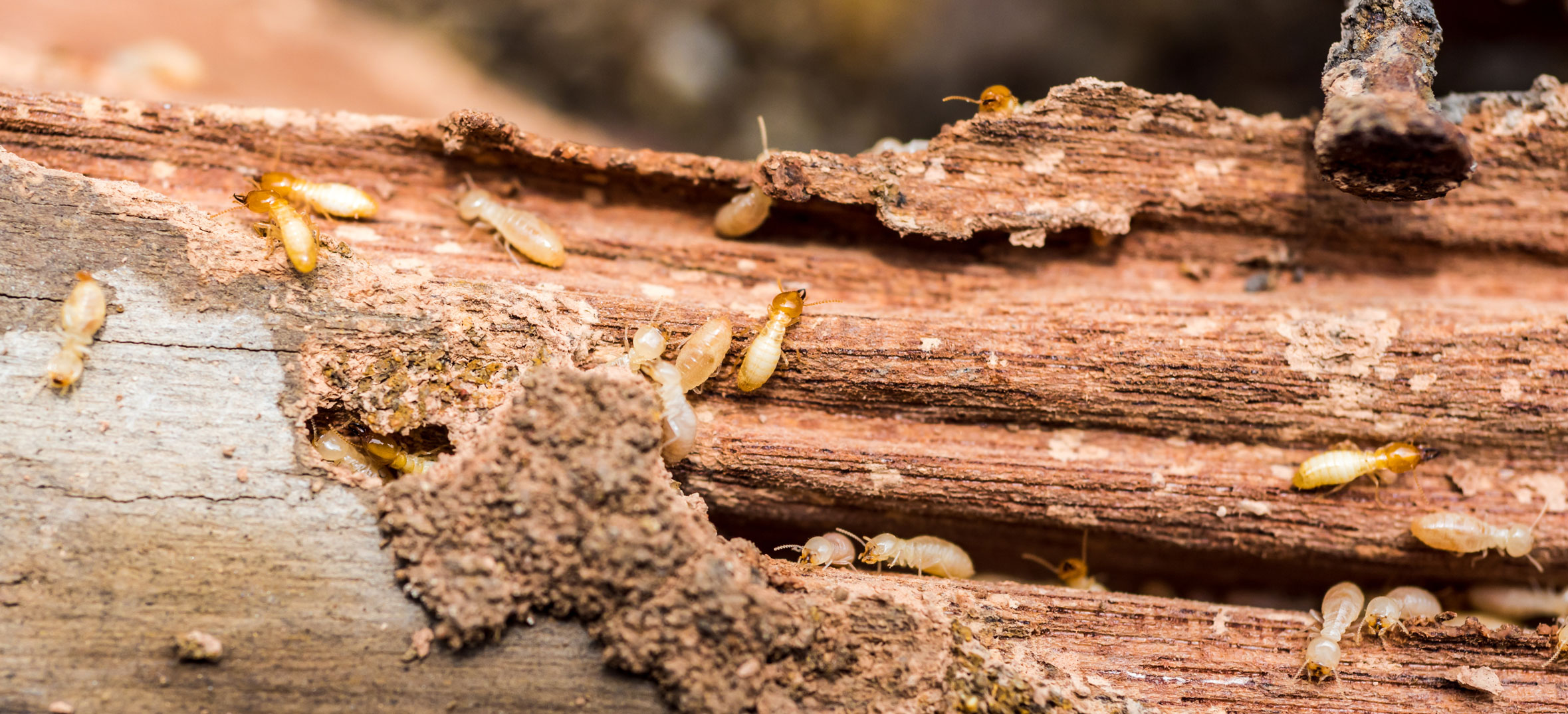 Termite and Insect Repair 