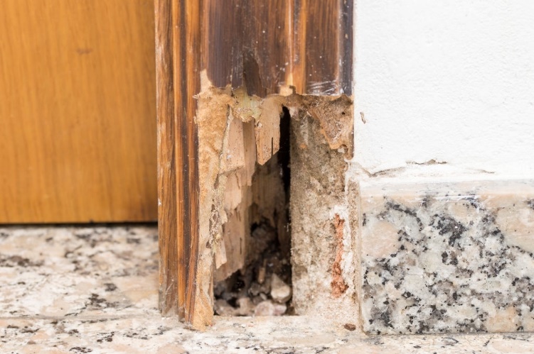 Termite Damage Repair Contractor