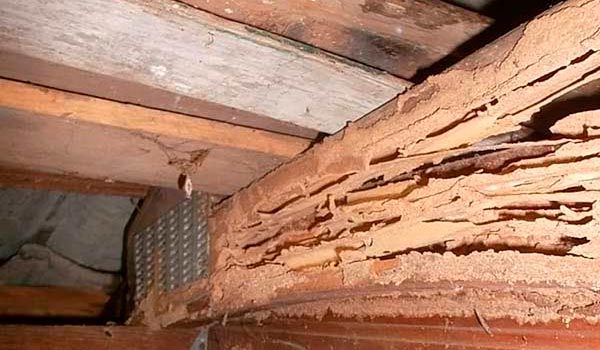 Termite Damage Repair 