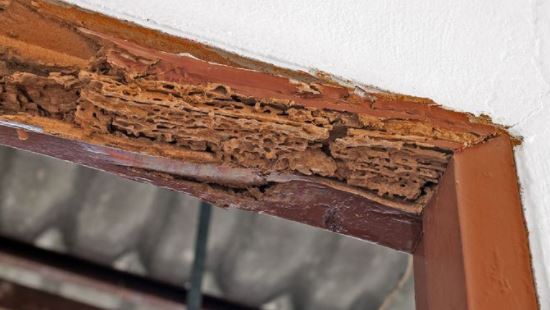 Repair insect damage to log homes