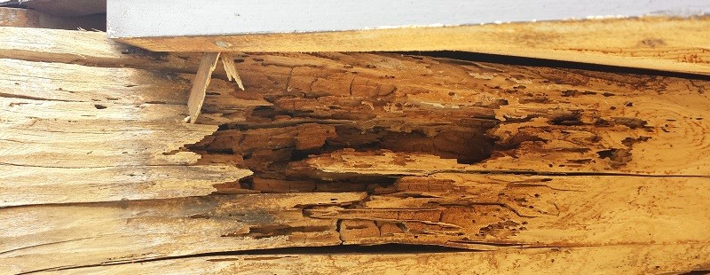 Repair insect damage to log homes