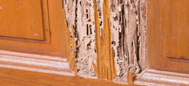 Termite Damage Repair Process