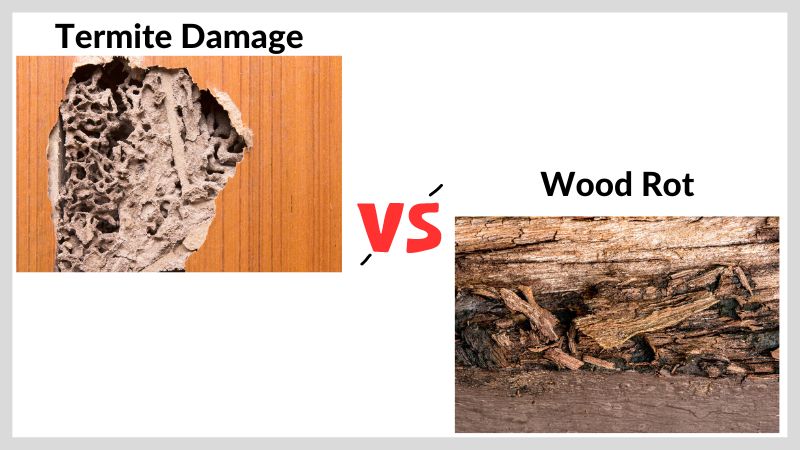 Termite damage vs wood rot