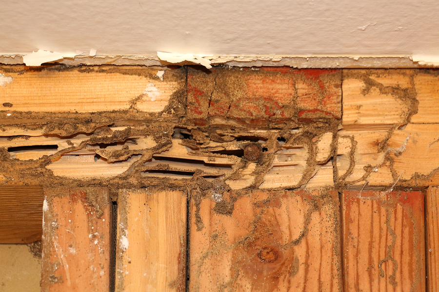 Old Termite Damage from New House