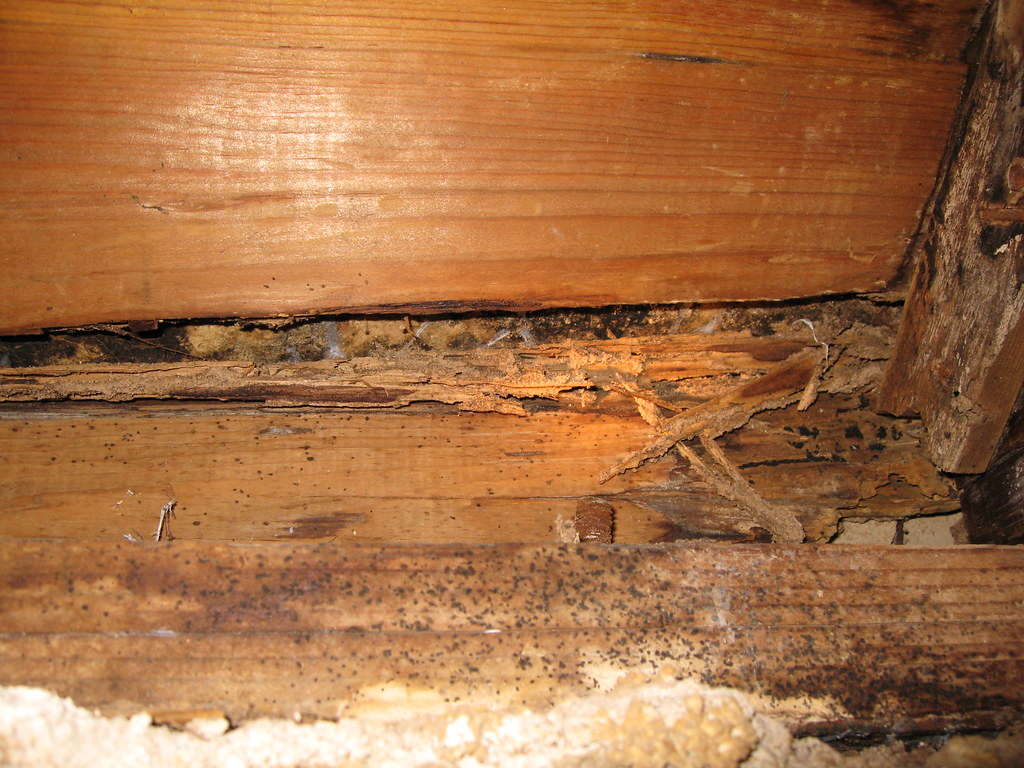 Old Termite Damage from New House