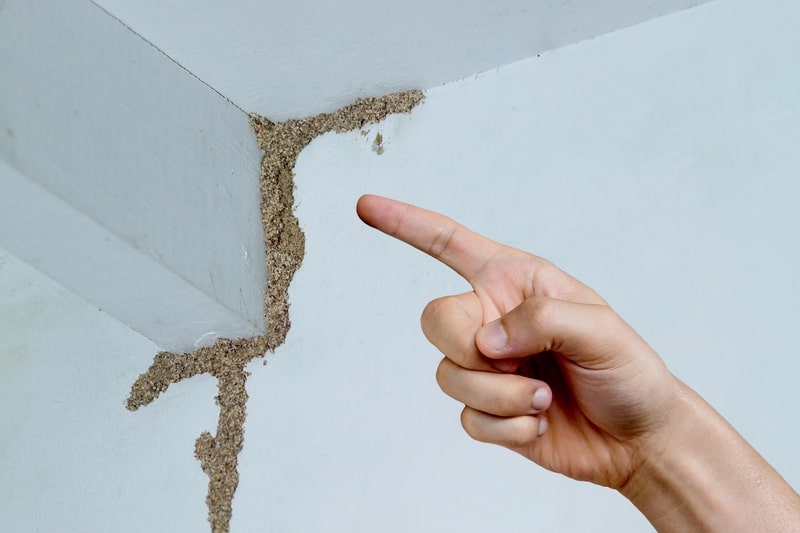 Identify Termite Damage