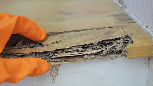 Termite damage repair service