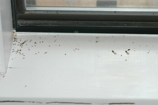  Termite Damage sign