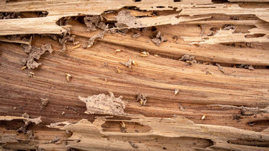 termite damaged Repair 