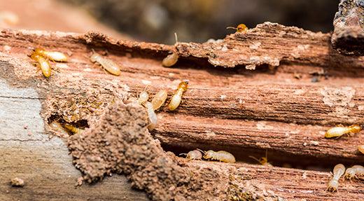  Wood Treatment for Termites