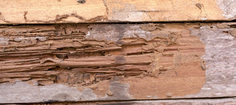 Pictures of Termite Damage repair