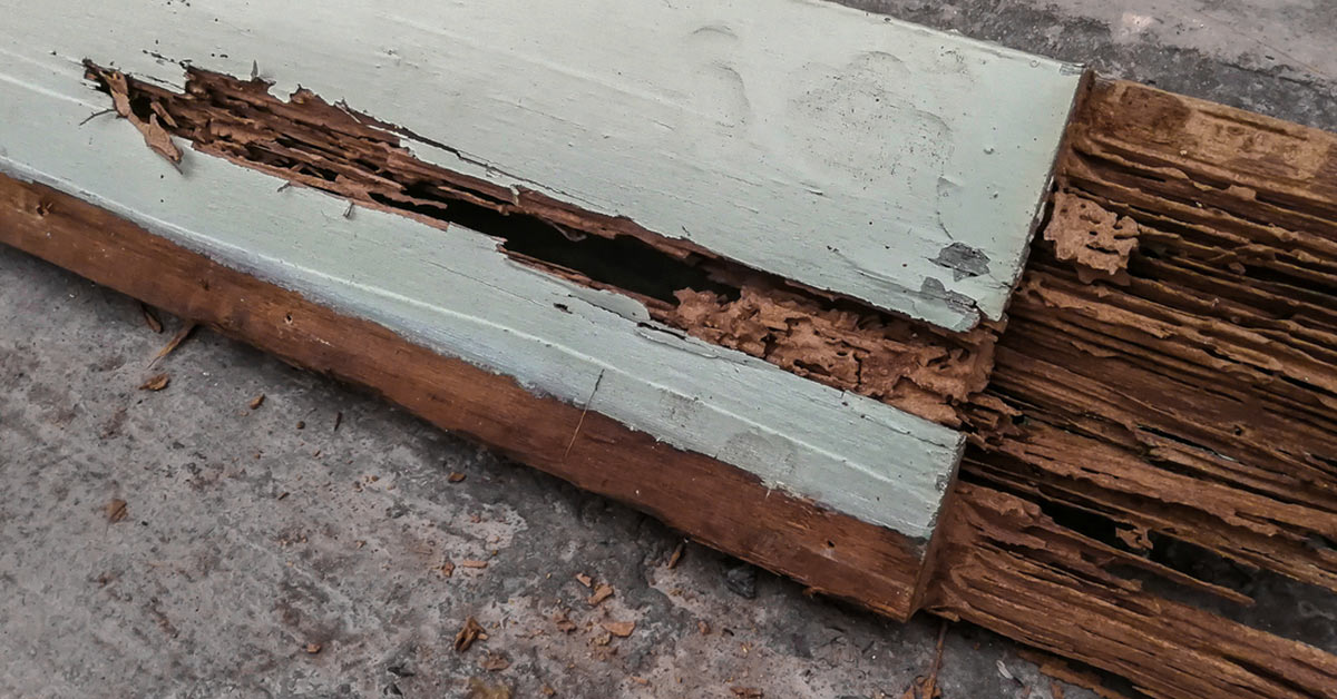 Pictures of Termite Damage