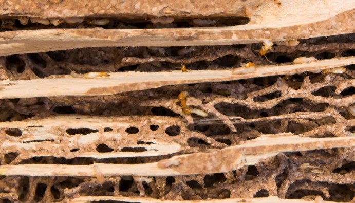 Termite Damage Wood Floors