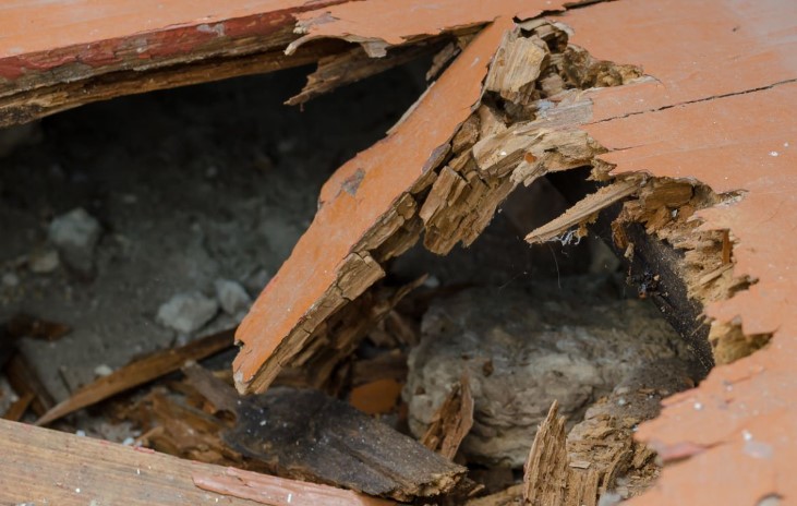 termite wood floor damage