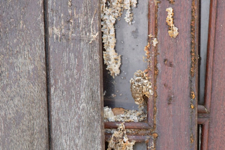Termites in Door Frame